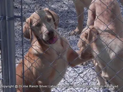 MR. WALKER - AKC Champagne Lab Male @ Dlime Ranch Silver Lab Puppies  12 