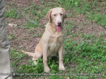 MR. WALKER - AKC Champagne Lab Male @ Dlime Ranch Silver Lab Puppies  13 