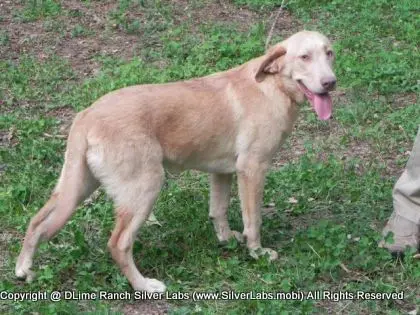 MR. WALKER - AKC Champagne Lab Male @ Dlime Ranch Silver Lab Puppies  17 