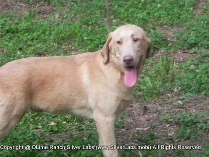 MR. WALKER - AKC Champagne Lab Male @ Dlime Ranch Silver Lab Puppies  18 