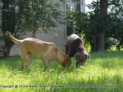 MR. WALKER - AKC Champagne Lab Male @ Dlime Ranch Silver Lab Puppies  24 