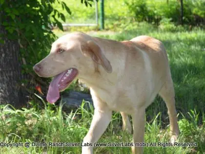 MR. WALKER - AKC Champagne Lab Male @ Dlime Ranch Silver Lab Puppies  27 