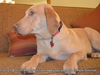 MR. WALKER - AKC Champagne Lab Male @ Dlime Ranch Silver Lab Puppies  30 