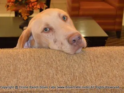 MR. WALKER - AKC Champagne Lab Male @ Dlime Ranch Silver Lab Puppies  33 