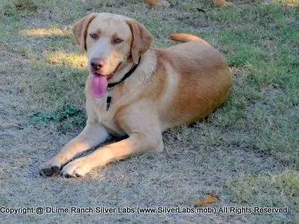 MR. WALKER - AKC Champagne Lab Male @ Dlime Ranch Silver Lab Puppies  36 