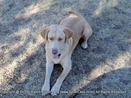 MR. WALKER - AKC Champagne Lab Male @ Dlime Ranch Silver Lab Puppies  41 