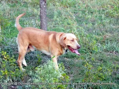 MR. WALKER - AKC Champagne Lab Male @ Dlime Ranch Silver Lab Puppies  50 
