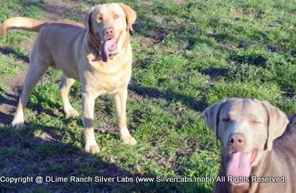 MR. WALKER - AKC Champagne Lab Male @ Dlime Ranch Silver Lab Puppies  77 