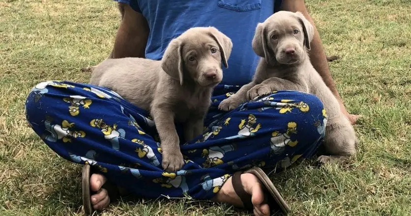 Silver Lab Puppies for SALE in TEXAS @ https://silverlabs.mobi/