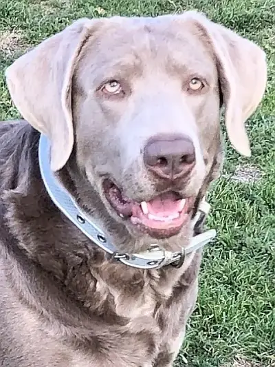 Lady ELLYMAY - Silver Lab Female @ SilverLabs.mobi