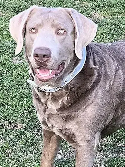 Lady ELLYMAY - Silver Lab Female @ SilverLabs.mobi