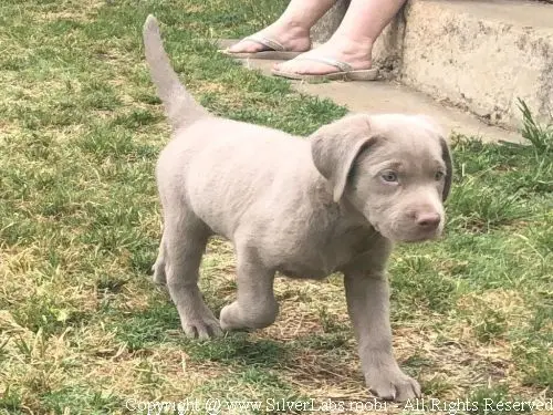 MR. COOPER - AKC Silver Lab Male @ Dlime Ranch Silver Lab Puppies  1 