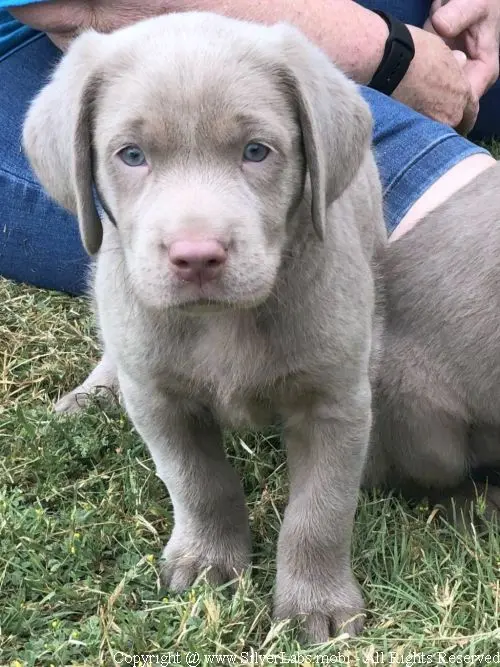 MR. COOPER - AKC Silver Lab Male @ Dlime Ranch Silver Lab Puppies  2 