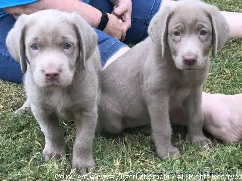 MR. COOPER - AKC Silver Lab Male @ Dlime Ranch Silver Lab Puppies  3 