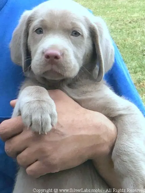 MR. COOPER - AKC Silver Lab Male @ Dlime Ranch Silver Lab Puppies  4 