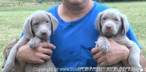 MR. COOPER - AKC Silver Lab Male @ Dlime Ranch Silver Lab Puppies  5 