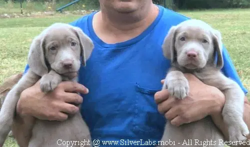 MR. COOPER - AKC Silver Lab Male @ Dlime Ranch Silver Lab Puppies  6 