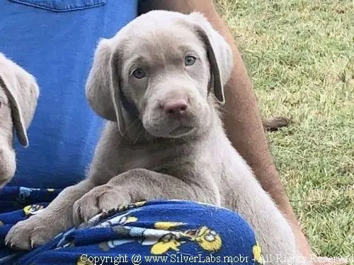 MR. COOPER - AKC Silver Lab Male @ Dlime Ranch Silver Lab Puppies  7 