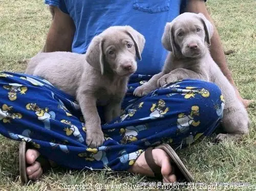 MR. COOPER - AKC Silver Lab Male @ Dlime Ranch Silver Lab Puppies  8 