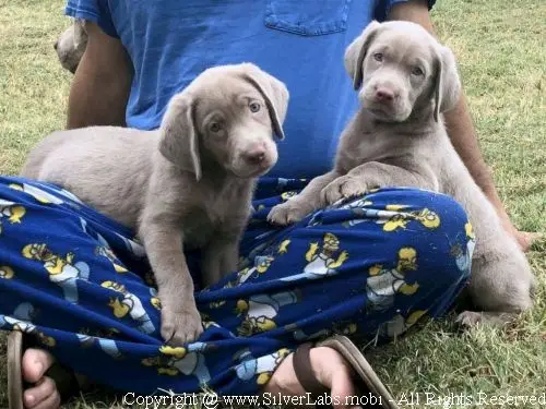 MR. COOPER - AKC Silver Lab Male @ Dlime Ranch Silver Lab Puppies  9 