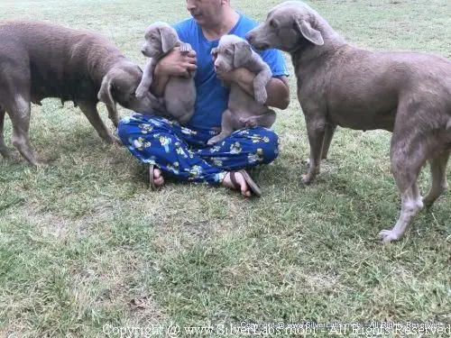 MR. COOPER - AKC Silver Lab Male @ Dlime Ranch Silver Lab Puppies  10 
