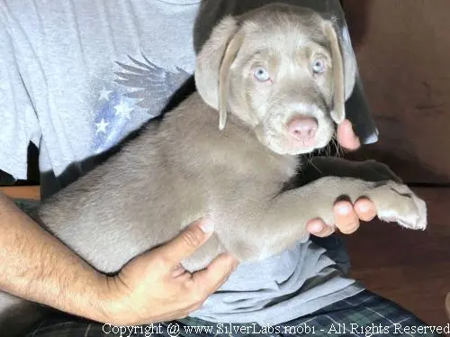 MR. COOPER - AKC Silver Lab Male @ Dlime Ranch Silver Lab Puppies  11 