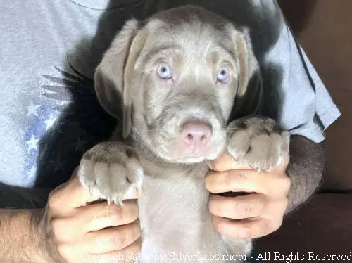 MR. COOPER - AKC Silver Lab Male @ Dlime Ranch Silver Lab Puppies  12 