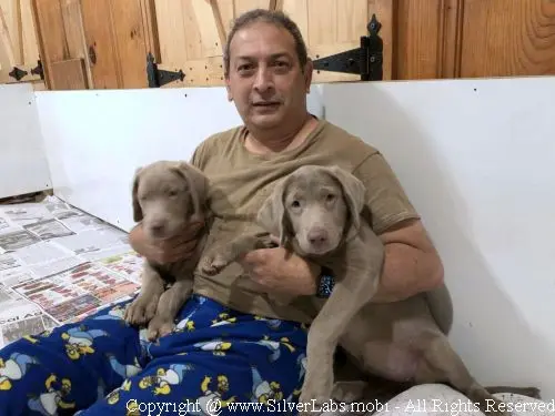 MR. COOPER - AKC Silver Lab Male @ Dlime Ranch Silver Lab Puppies  13 
