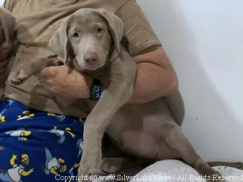 MR. COOPER - AKC Silver Lab Male @ Dlime Ranch Silver Lab Puppies  14 
