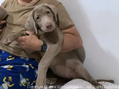 MR. COOPER - AKC Silver Lab Male @ Dlime Ranch Silver Lab Puppies  15 