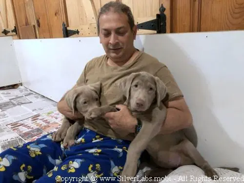 MR. COOPER - AKC Silver Lab Male @ Dlime Ranch Silver Lab Puppies  16 