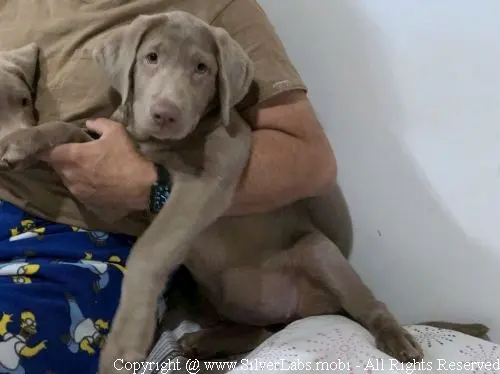 MR. COOPER - AKC Silver Lab Male @ Dlime Ranch Silver Lab Puppies  17 