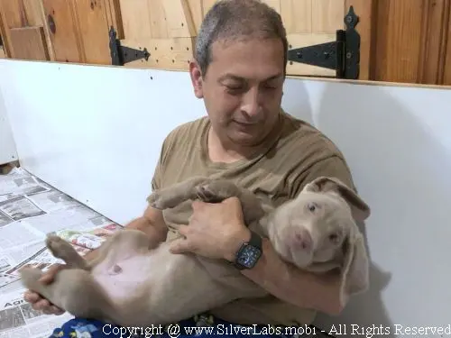 MR. COOPER - AKC Silver Lab Male @ Dlime Ranch Silver Lab Puppies  18 