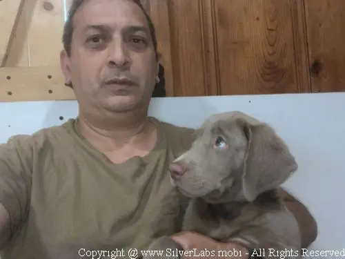 MR. COOPER - AKC Silver Lab Male @ Dlime Ranch Silver Lab Puppies  19 