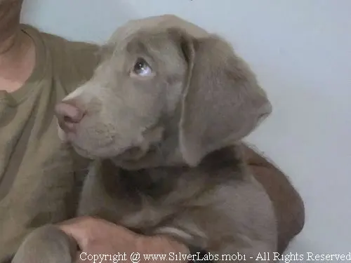 MR. COOPER - AKC Silver Lab Male @ Dlime Ranch Silver Lab Puppies  20 