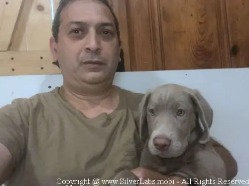 MR. COOPER - AKC Silver Lab Male @ Dlime Ranch Silver Lab Puppies  21 