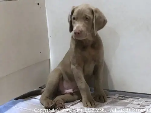 MR. COOPER - AKC Silver Lab Male @ Dlime Ranch Silver Lab Puppies  22 
