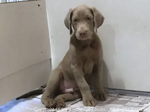 MR. COOPER - AKC Silver Lab Male @ Dlime Ranch Silver Lab Puppies  23 