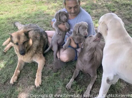 MR. COOPER - AKC Silver Lab Male @ Dlime Ranch Silver Lab Puppies  24 