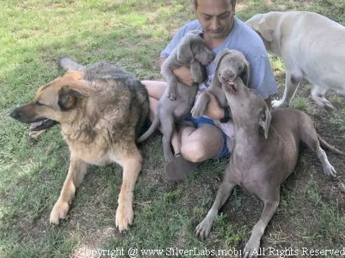 MR. COOPER - AKC Silver Lab Male @ Dlime Ranch Silver Lab Puppies  25 