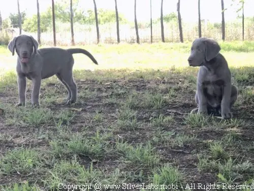 MR. COOPER - AKC Silver Lab Male @ Dlime Ranch Silver Lab Puppies  27 