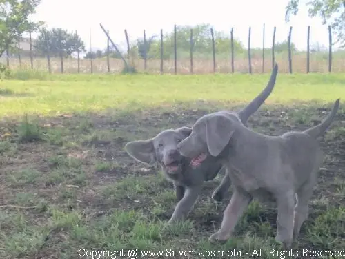 MR. COOPER - AKC Silver Lab Male @ Dlime Ranch Silver Lab Puppies  30 