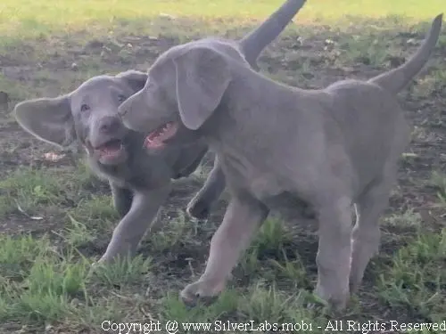 MR. COOPER - AKC Silver Lab Male @ Dlime Ranch Silver Lab Puppies  31 