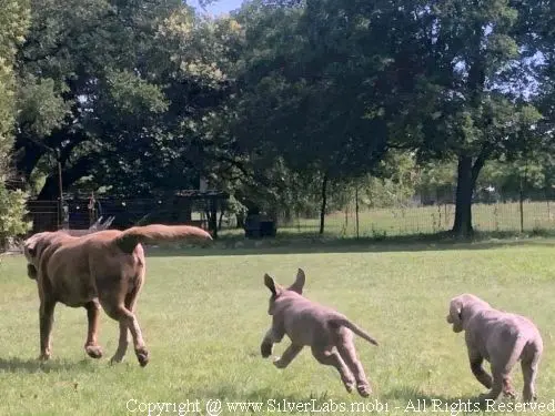 MR. COOPER - AKC Silver Lab Male @ Dlime Ranch Silver Lab Puppies  32 