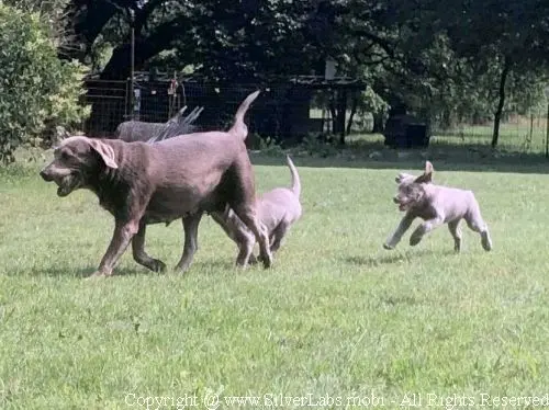 MR. COOPER - AKC Silver Lab Male @ Dlime Ranch Silver Lab Puppies  33 