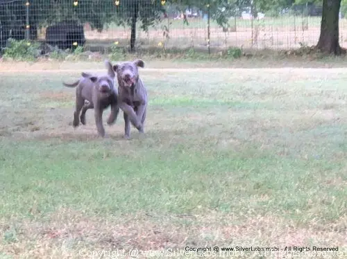 MR. COOPER - AKC Silver Lab Male @ Dlime Ranch Silver Lab Puppies  35 
