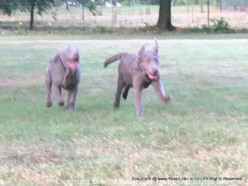 MR. COOPER - AKC Silver Lab Male @ Dlime Ranch Silver Lab Puppies  36 
