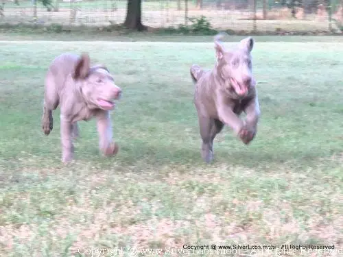 MR. COOPER - AKC Silver Lab Male @ Dlime Ranch Silver Lab Puppies  37 