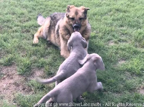 MR. COOPER - AKC Silver Lab Male @ Dlime Ranch Silver Lab Puppies  38 