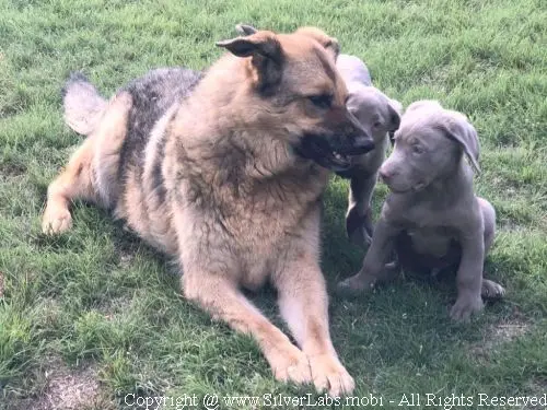 MR. COOPER - AKC Silver Lab Male @ Dlime Ranch Silver Lab Puppies  39 